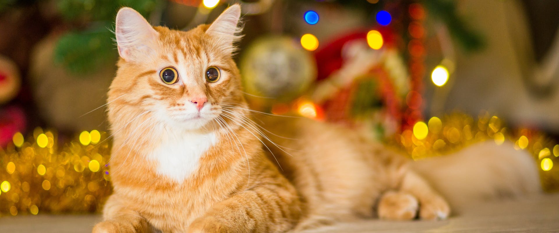 a ginger cat sat amongst festive decorations with dilated pupils