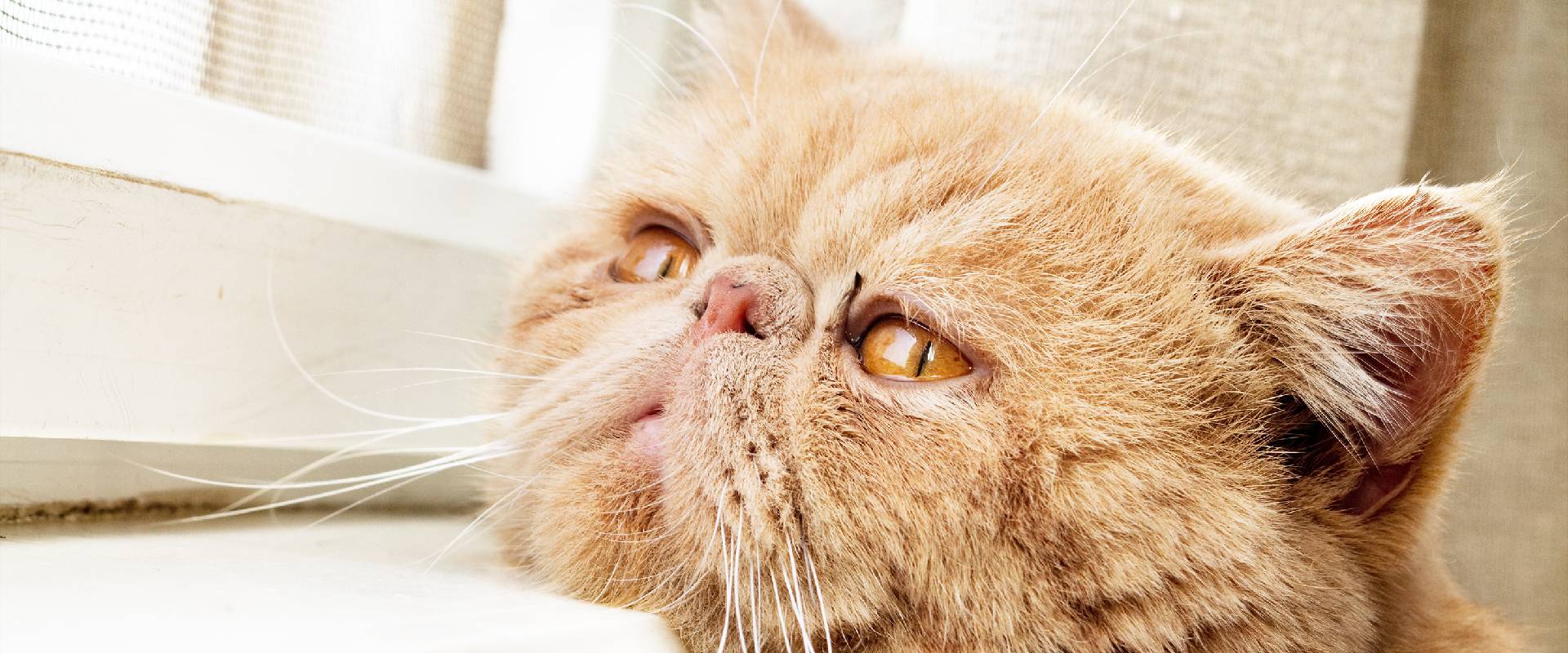 Do Cats Miss Their Owners?