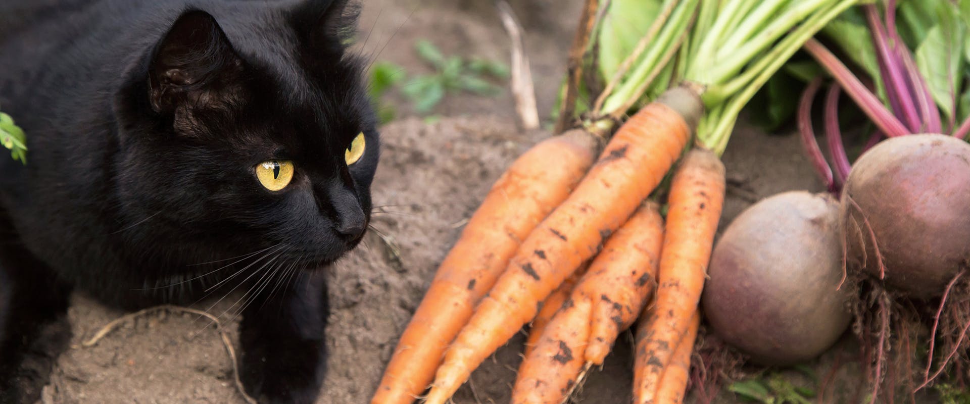 A cat sitting in a vegetable patch next to a bunch of carrots