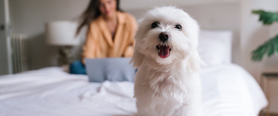 A cute Maltese dog sitting on a white bed, a woman on her laptop is visible in the background