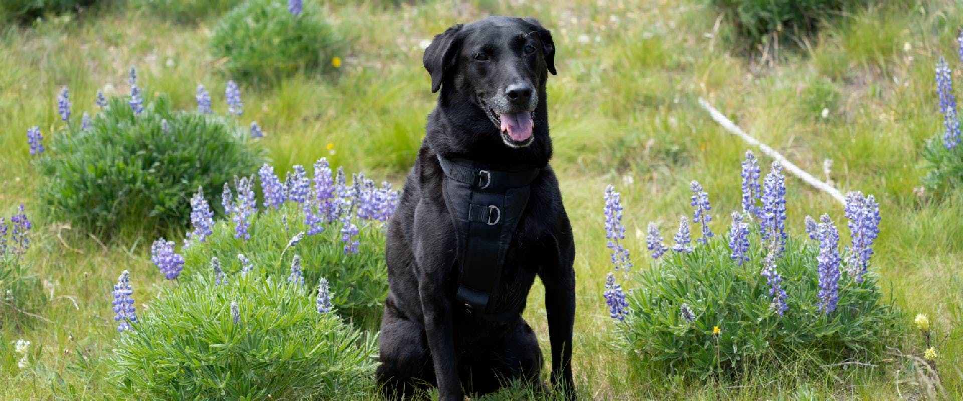 Black Labrador dog sitting in a field of lupine plants