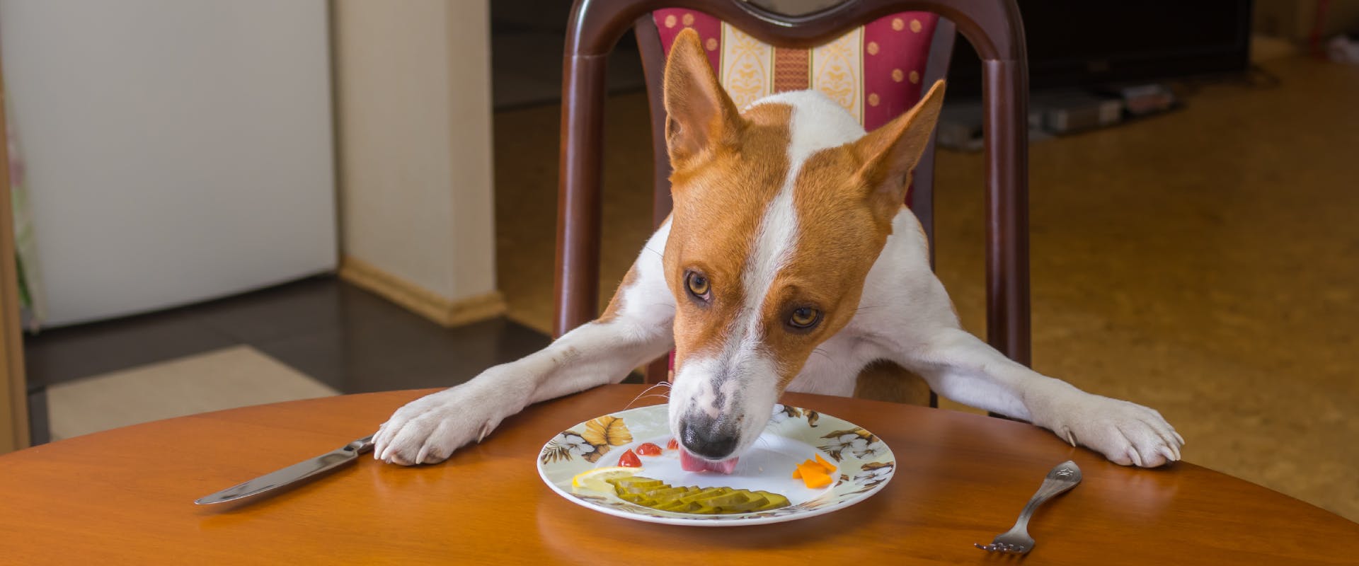 terrier sat on a chair with its paw on a kitchen table licking a plate