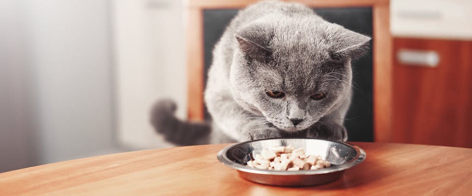 A cat eating from a silver cat bowl at the kitchen table