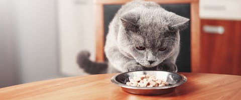 A cat eating from a silver cat bowl at the kitchen table