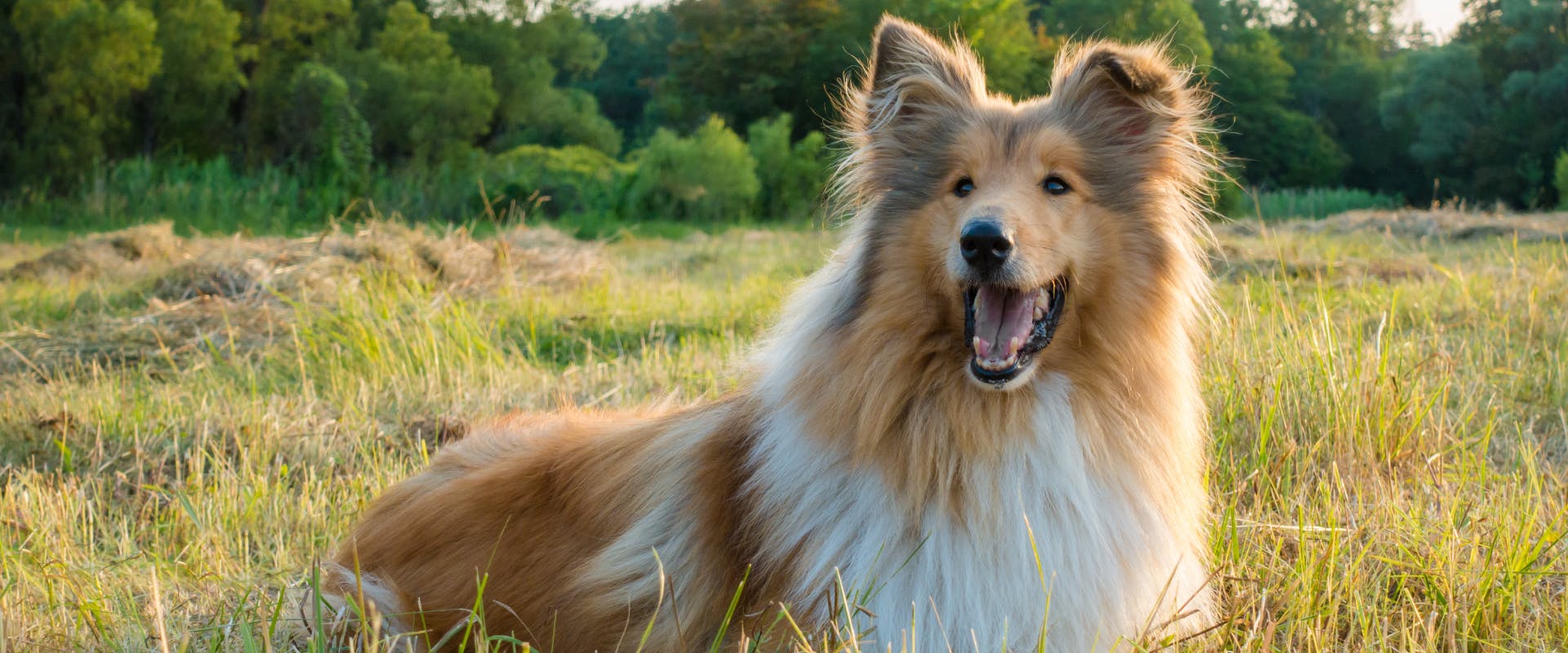 a sable coated long haired rough collie sat in a grassy field