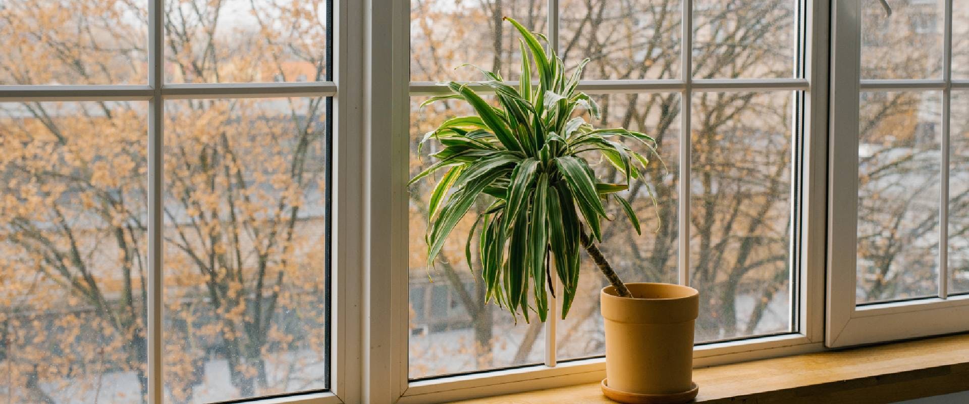 Potted dracaena plant on a windowsill