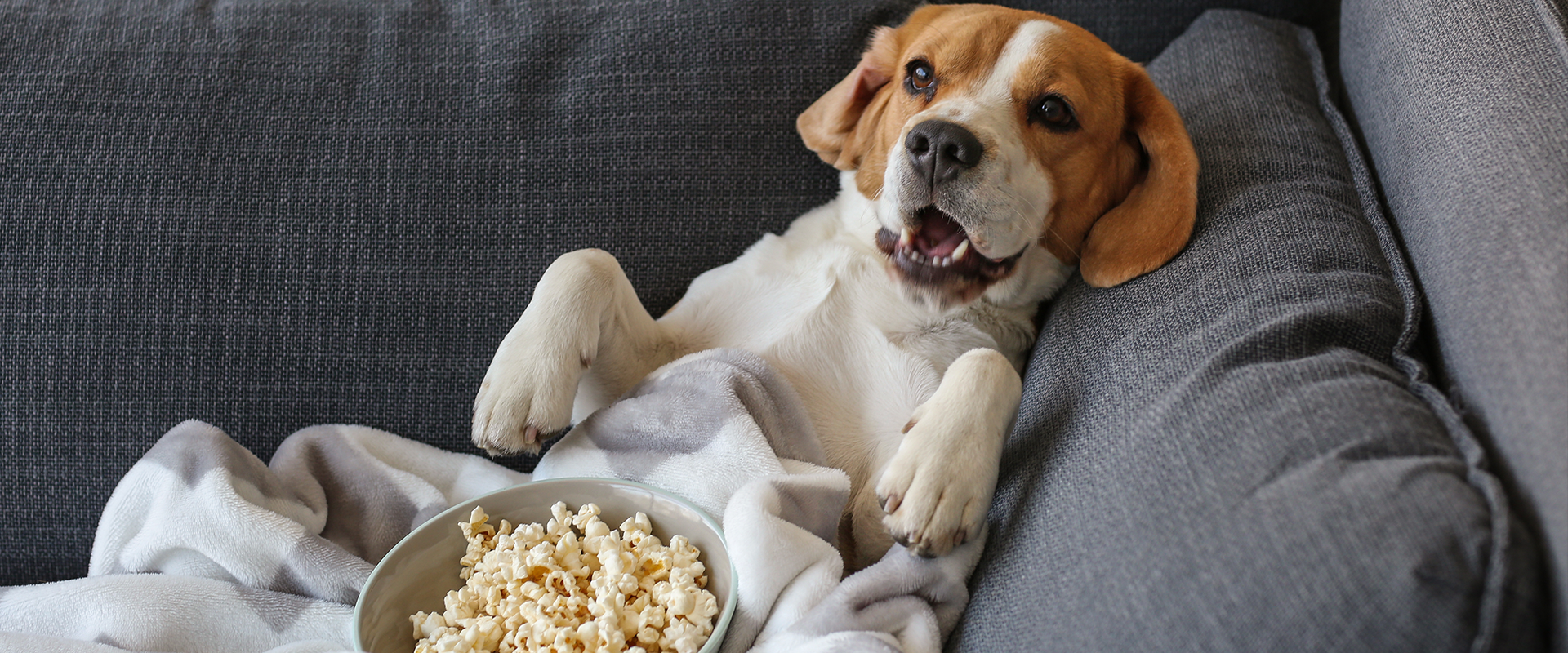 A dog lounging on the sofa with a bowl of popcorn
