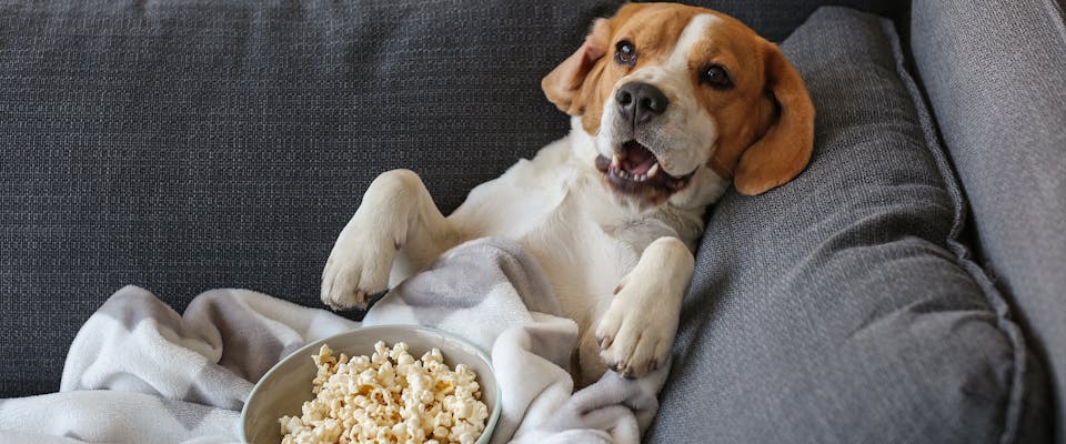 A dog lounging on the sofa with a bowl of popcorn