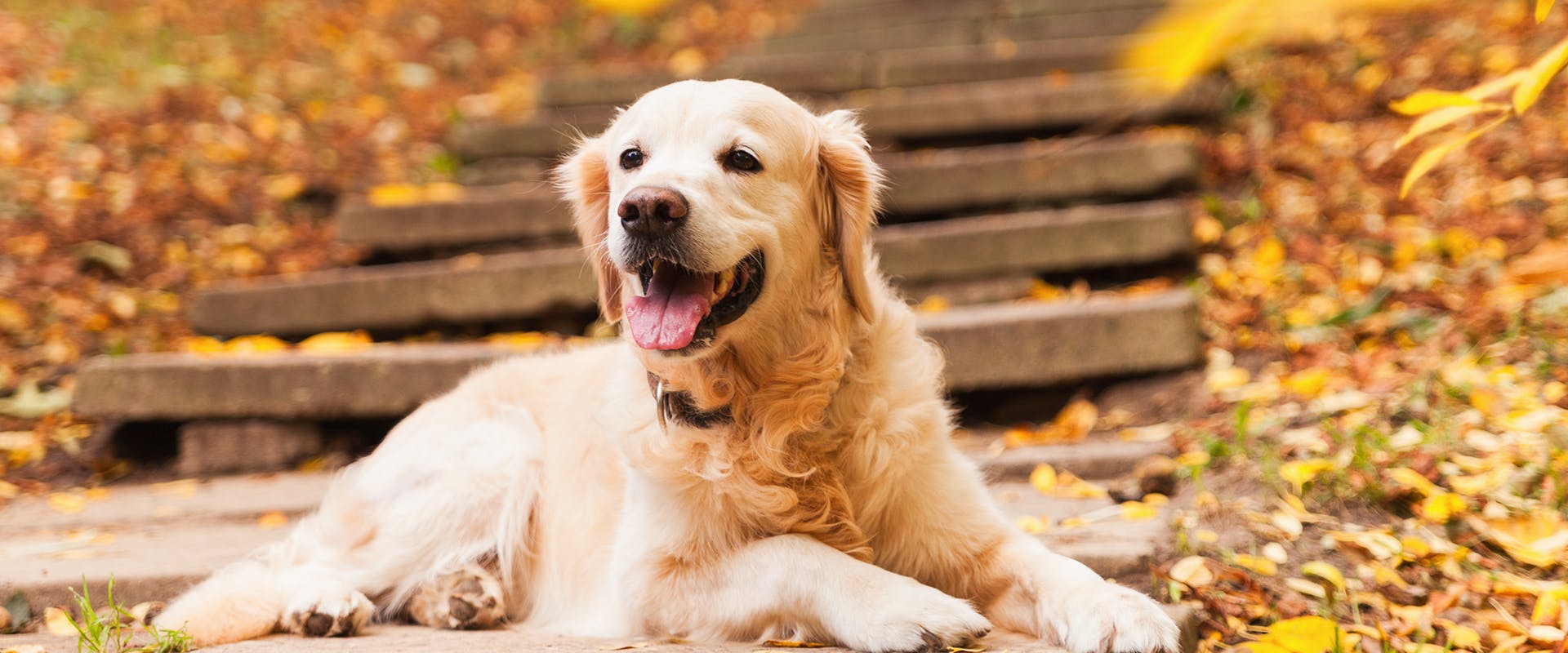A Golden Retriever sitting on some steps surrounded by autumn leaves