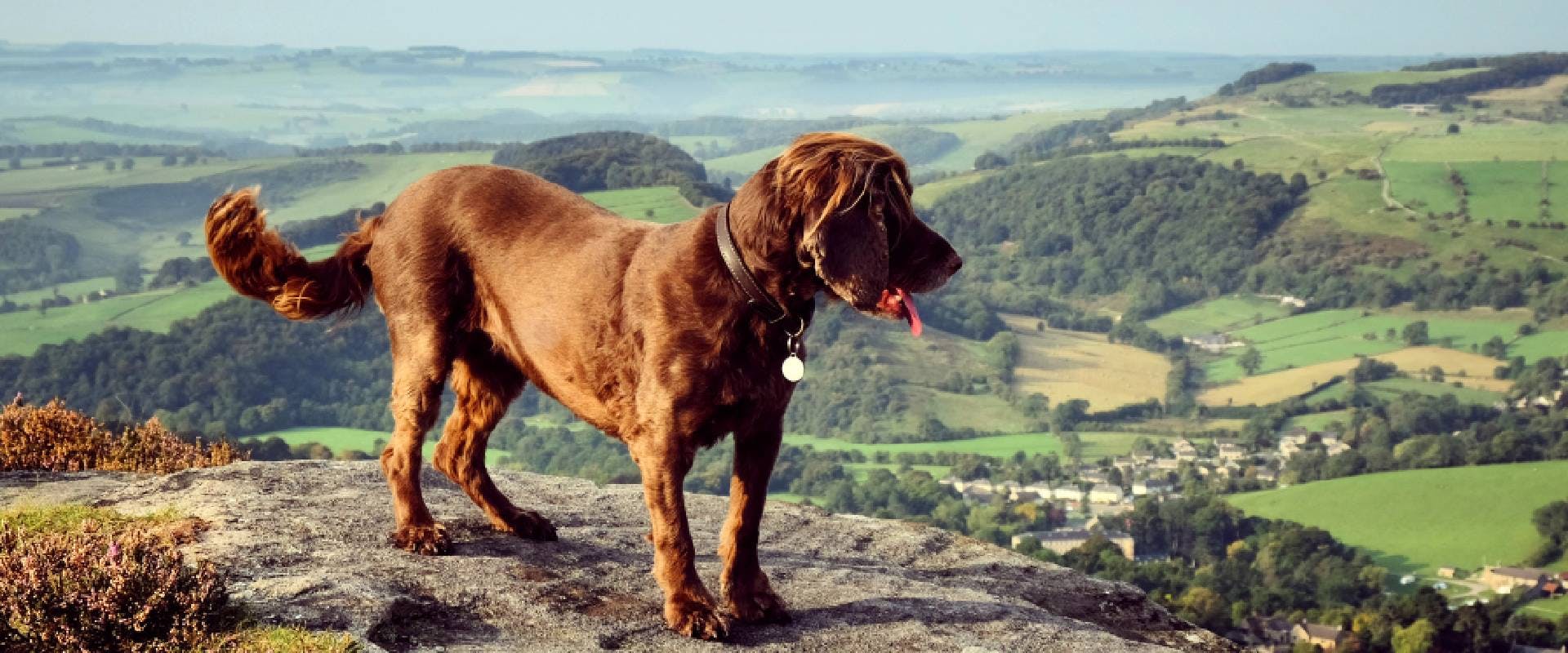 A chocolate brown working cocker spaniel on top of the dog-friendly Peak District walk at Curbar Edge