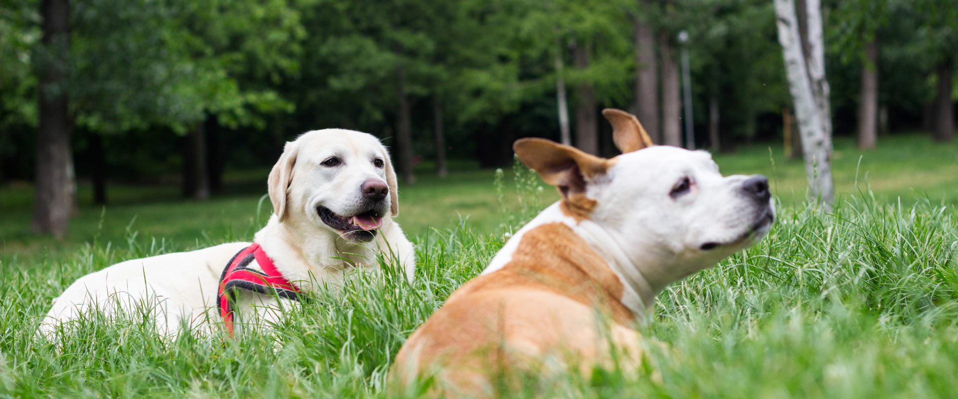 8 of the Best Dog Parks on Location in Los Angeles
