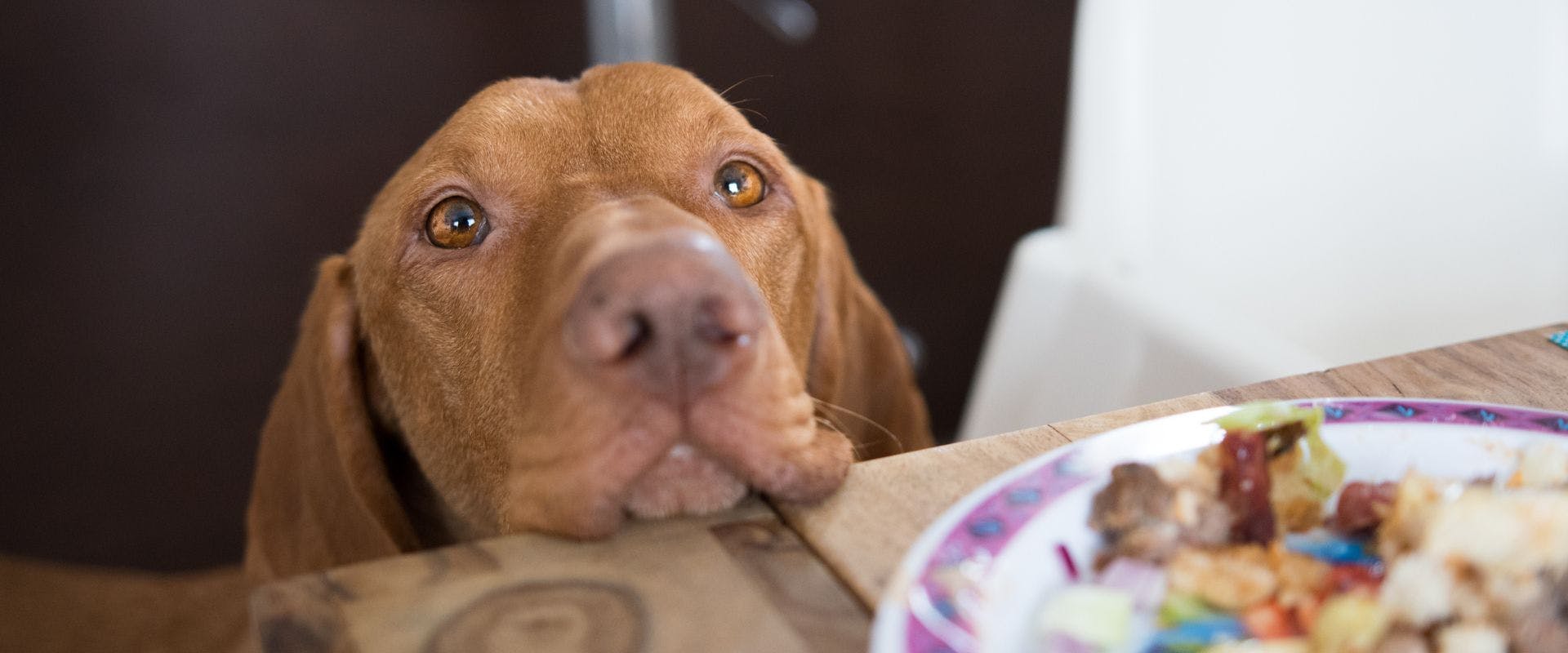 Brown dog begging for food