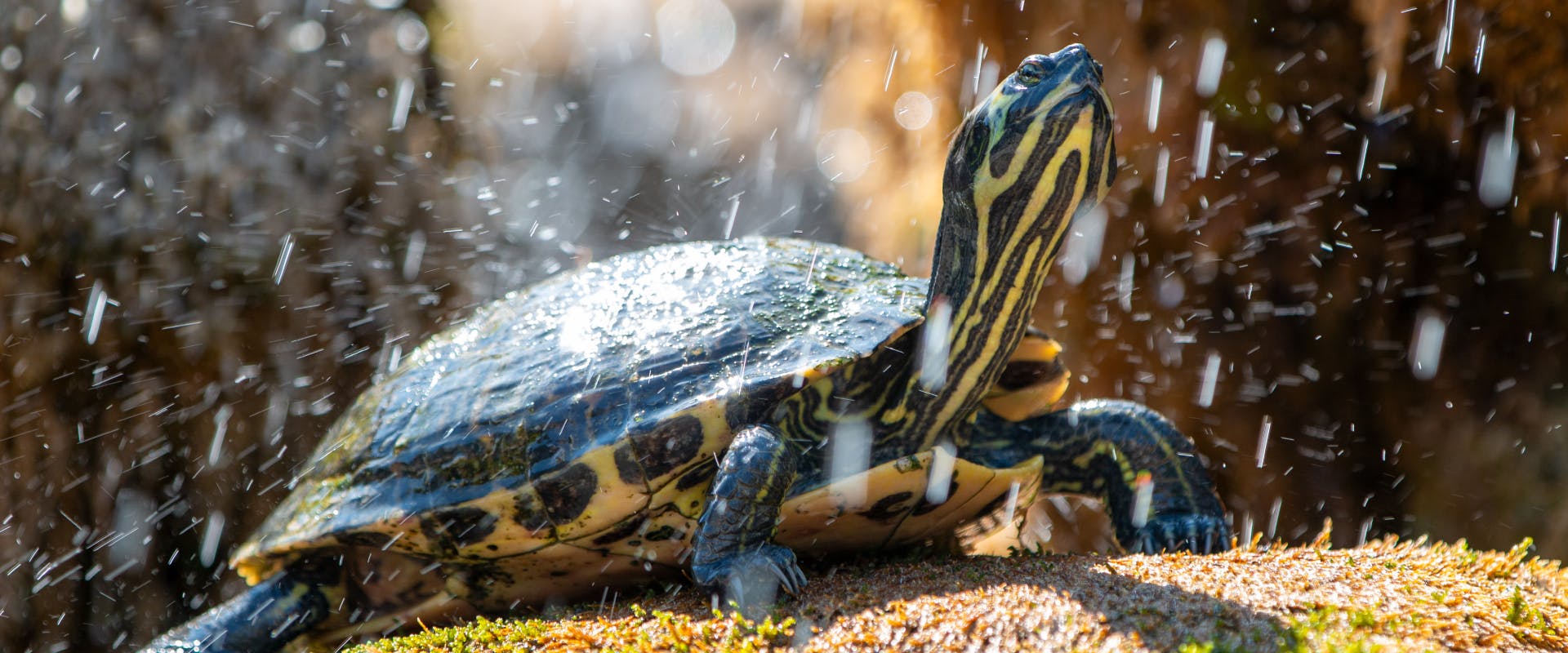 an amphibious pet terrapin resting on a rock whilst water is splash onto it