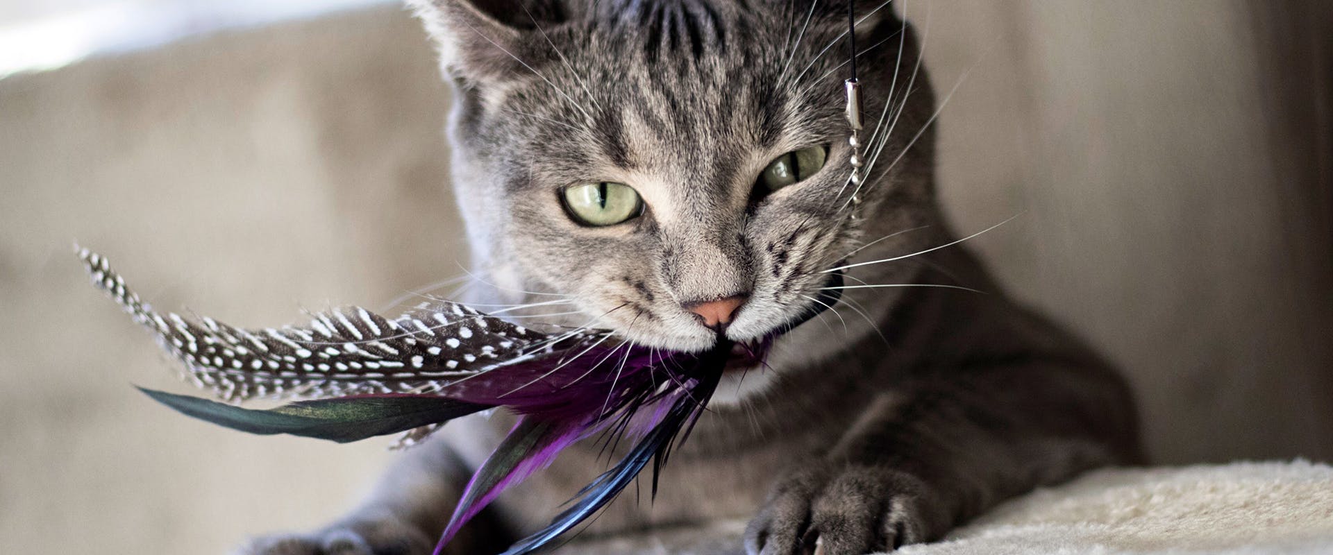 A cat playing, a feathered toy hanging from its mouth