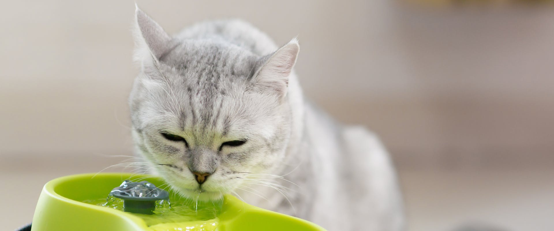 a dehydrated cat drinking from a green cat water fountain