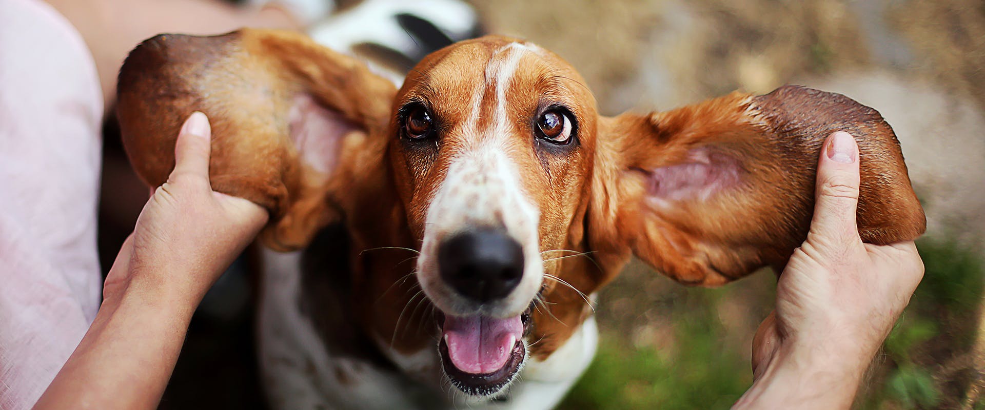 A person holding out a Basset Hound puppy's floppy ears