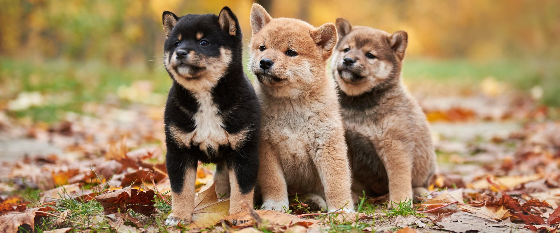 Three Shiba Inu puppies, with sesame, red, and black and tan colored coats. 