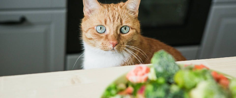 Can kittens eat vegetables Clearance