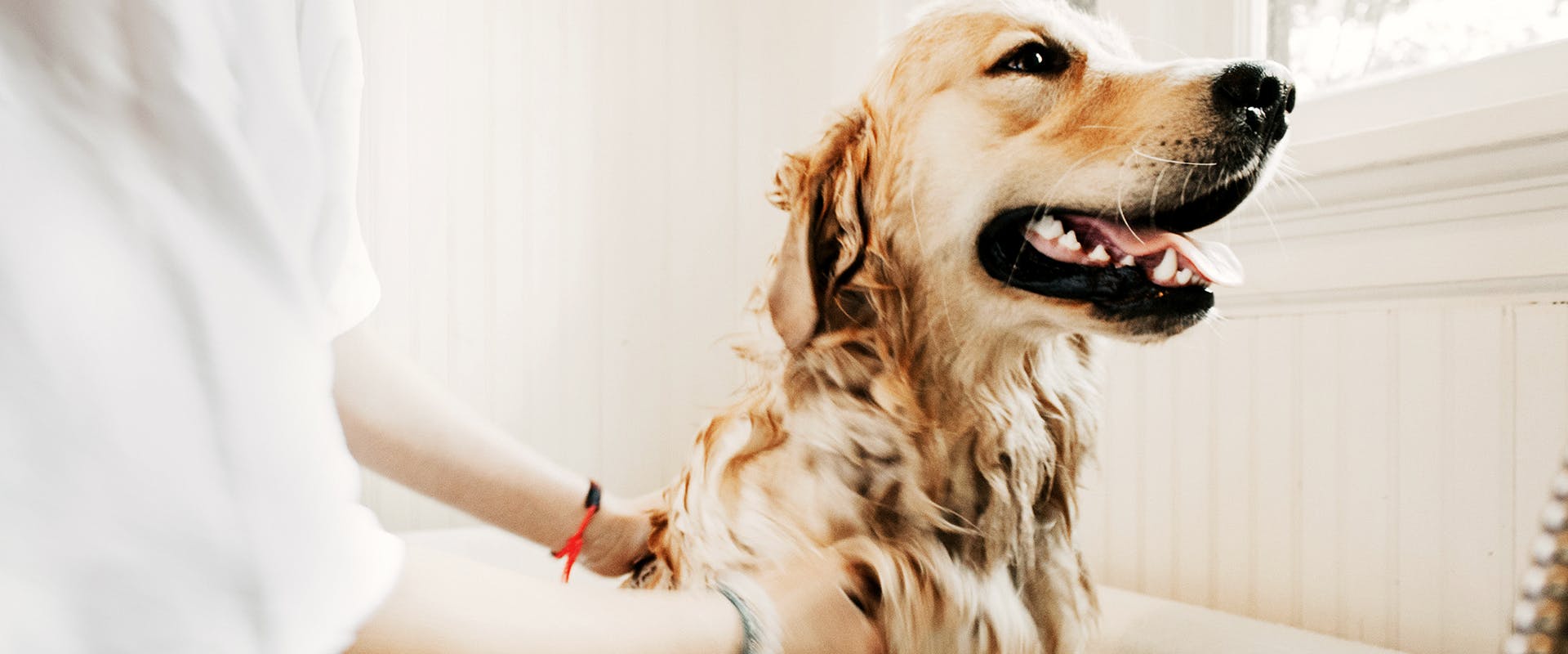 Best dog brushes for shedding - a Golden Retriever having a wash in the bathtub