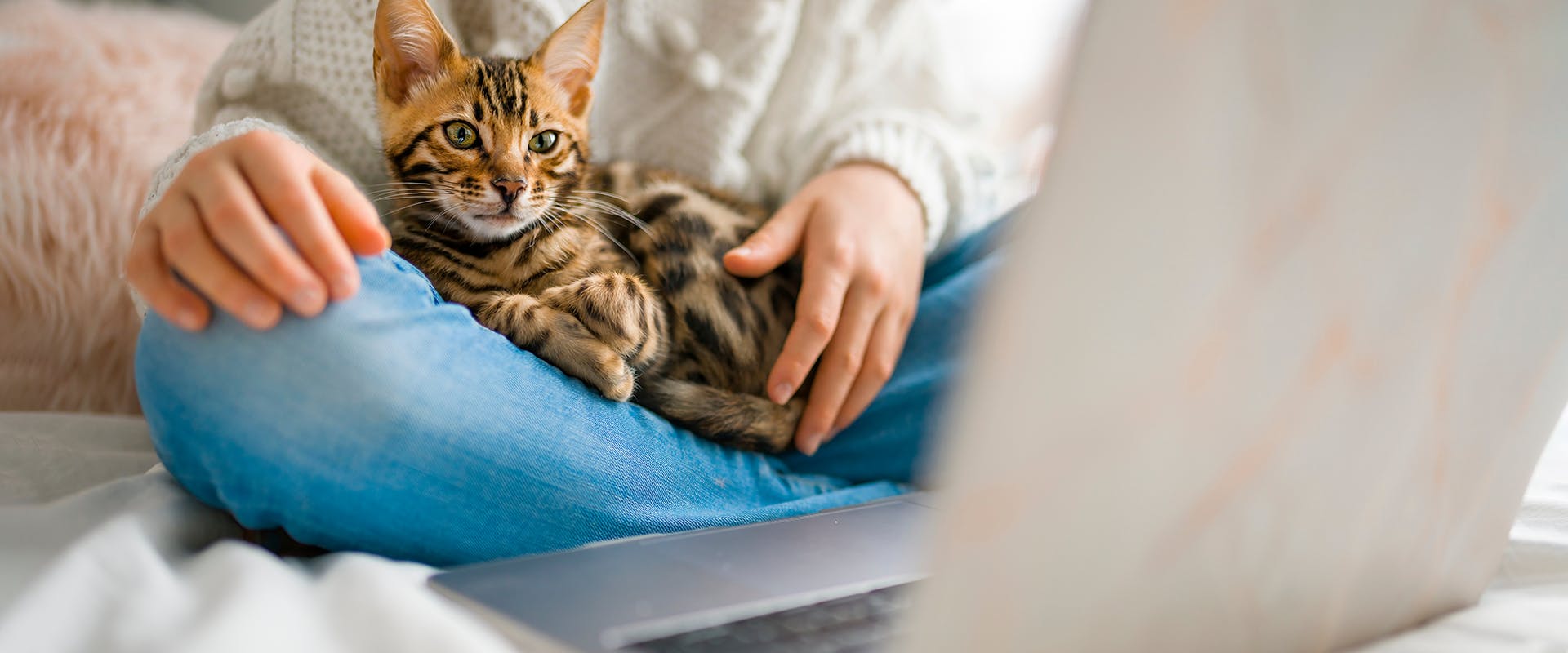 A young cat sitting on their owner's lap, looking at an open laptop screen