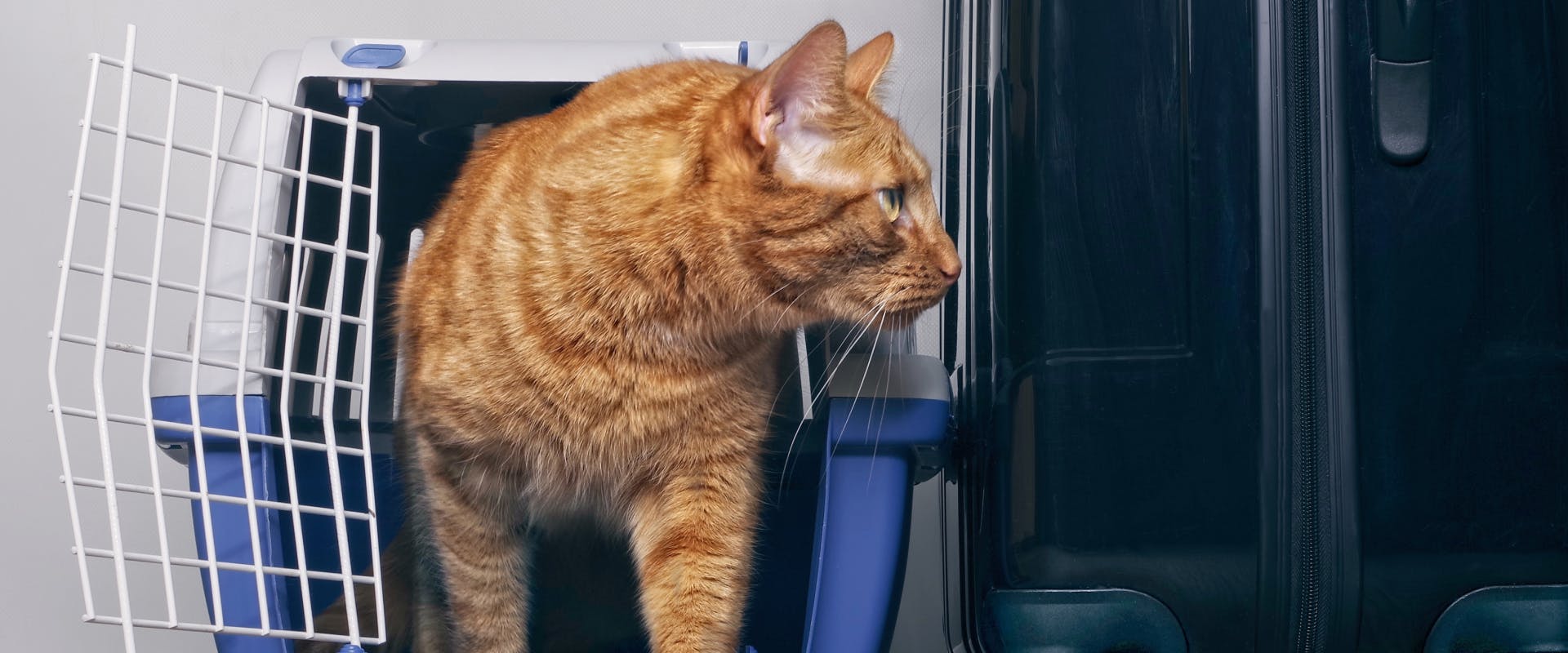 a ginger cat walking out of a cat carrier next to a suitcase
