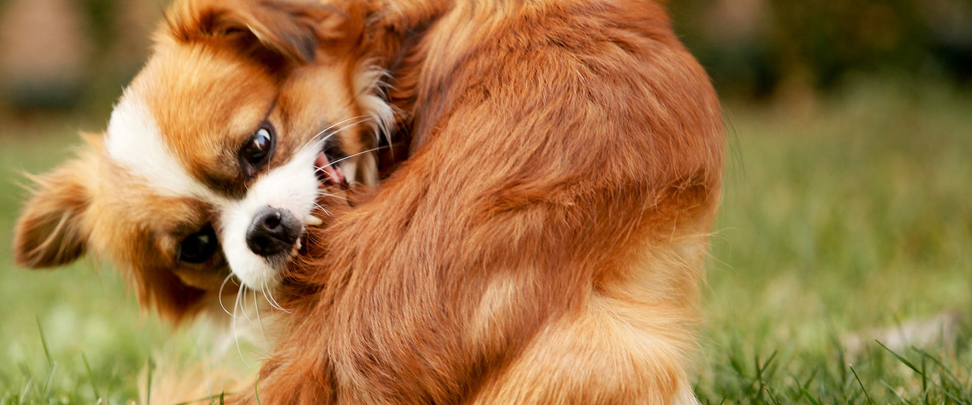 Fleas on dogs, a dog scratching at his fur
