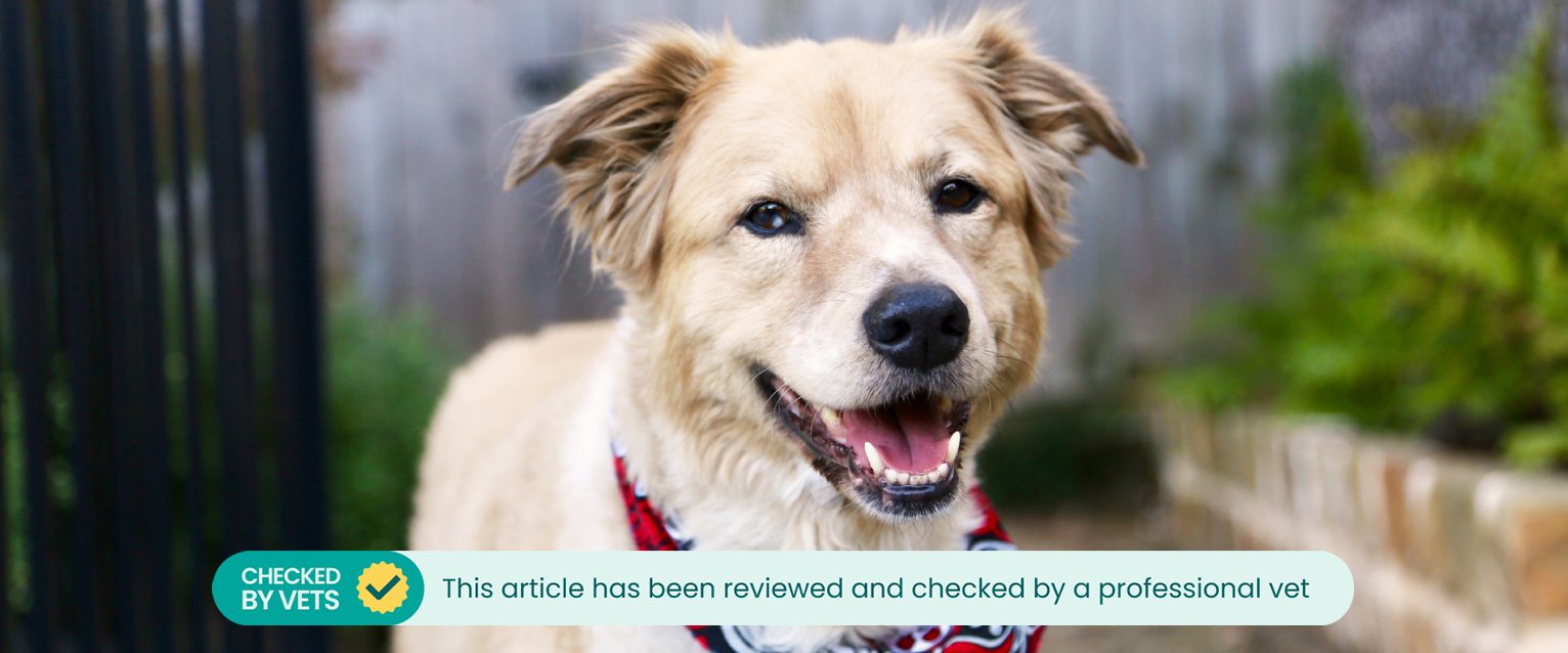 Mutt smiling at the camera.