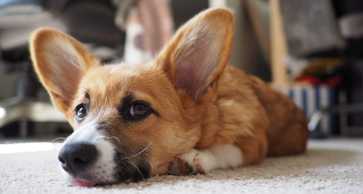 Corgi laying on the floor looking at the camera