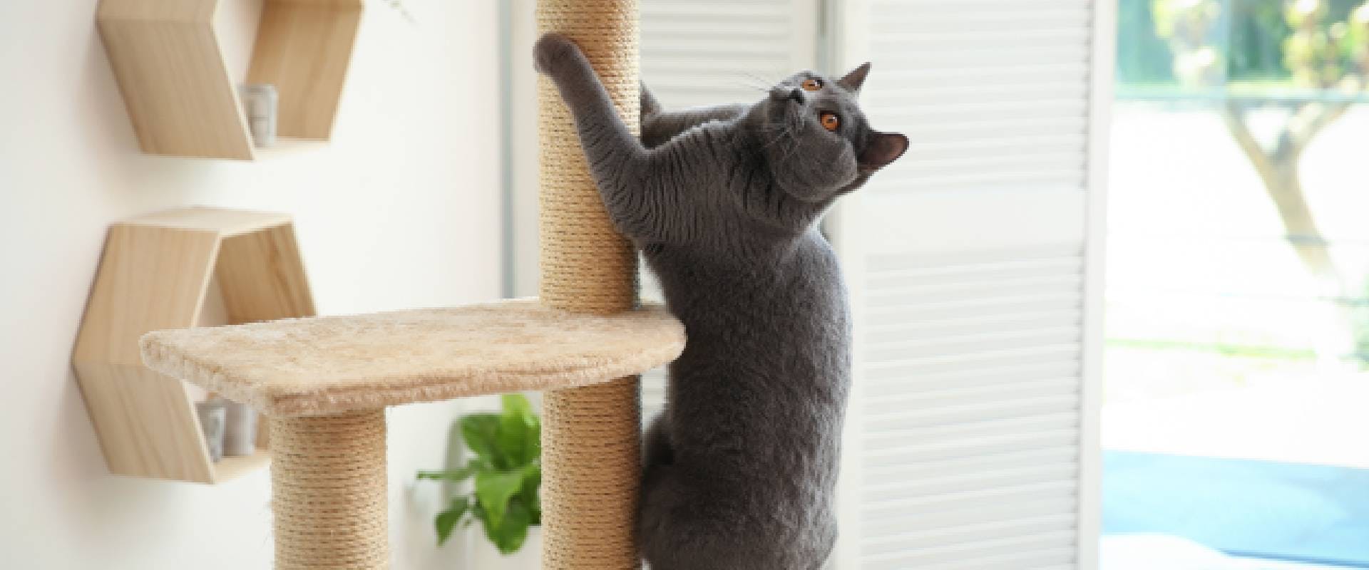 British Shorthair climbing a cat tree