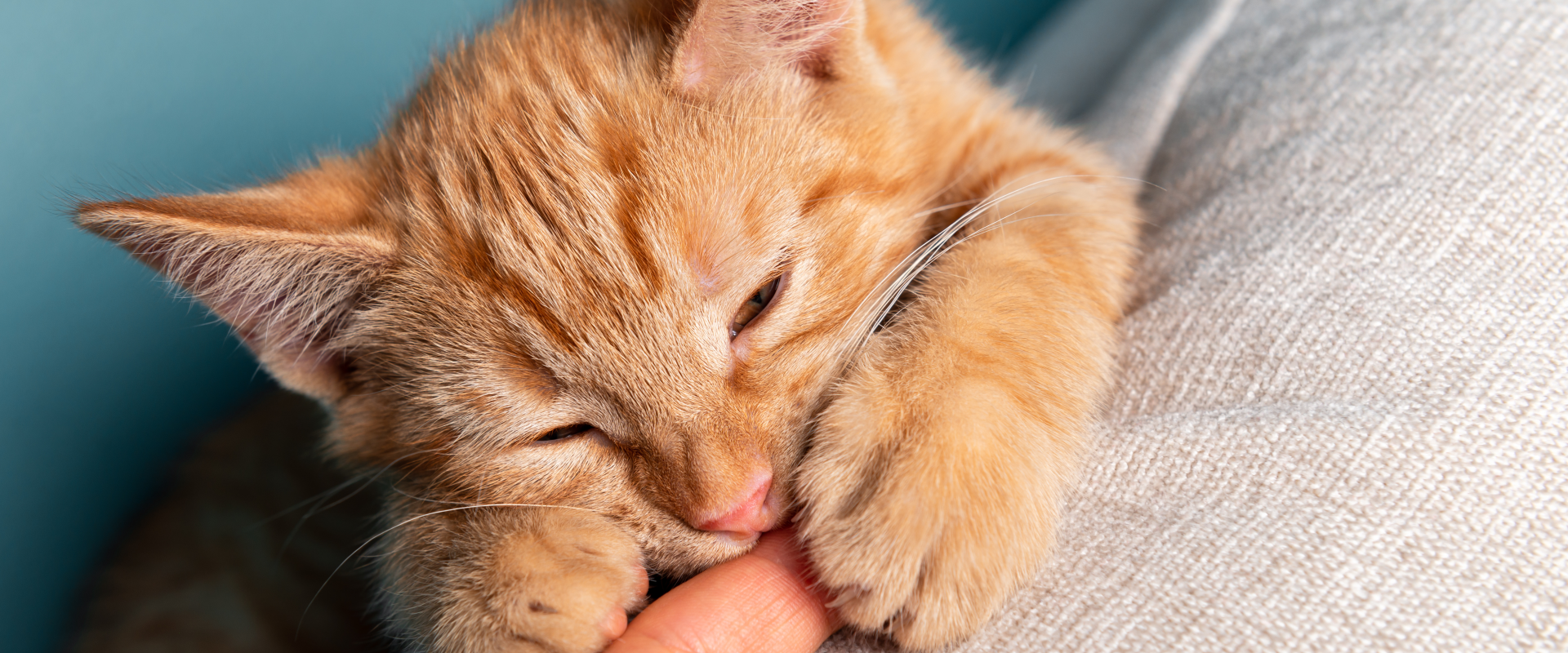 Why does my cat bite me?