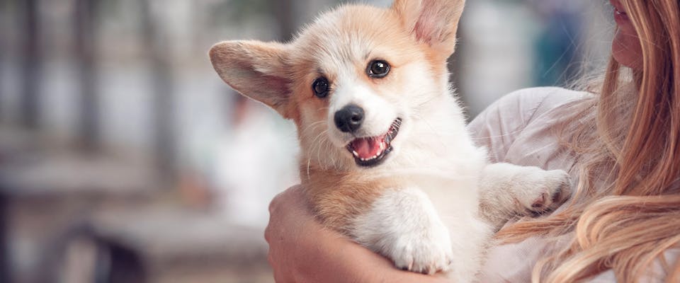 A woman holding a small Corgi puppy in her arms