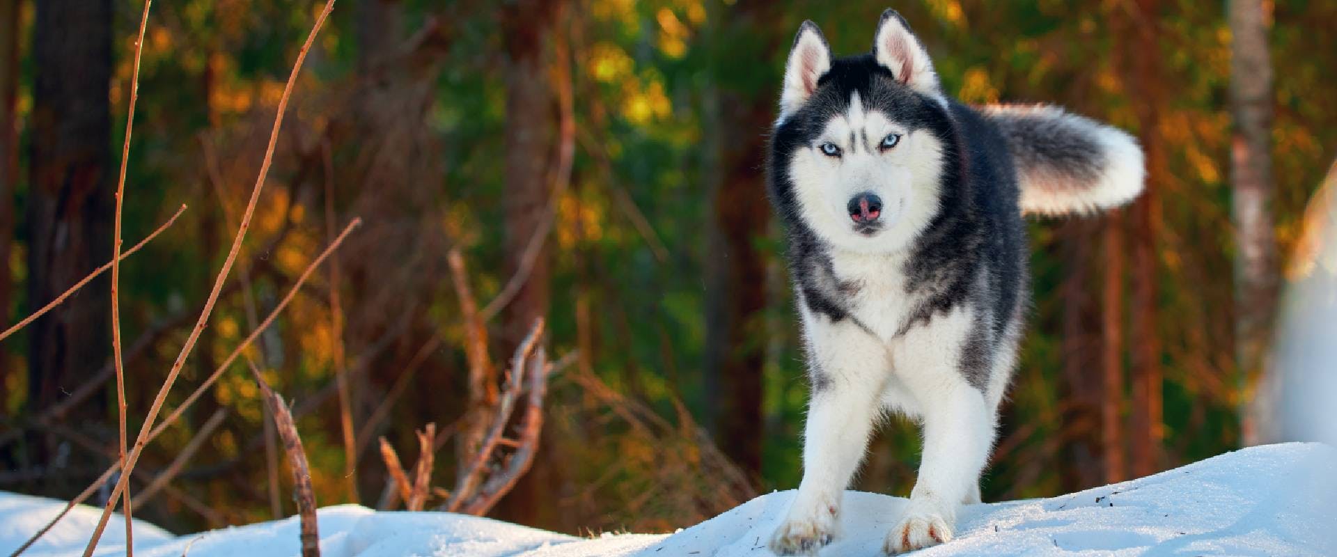 Husky dog on the snow