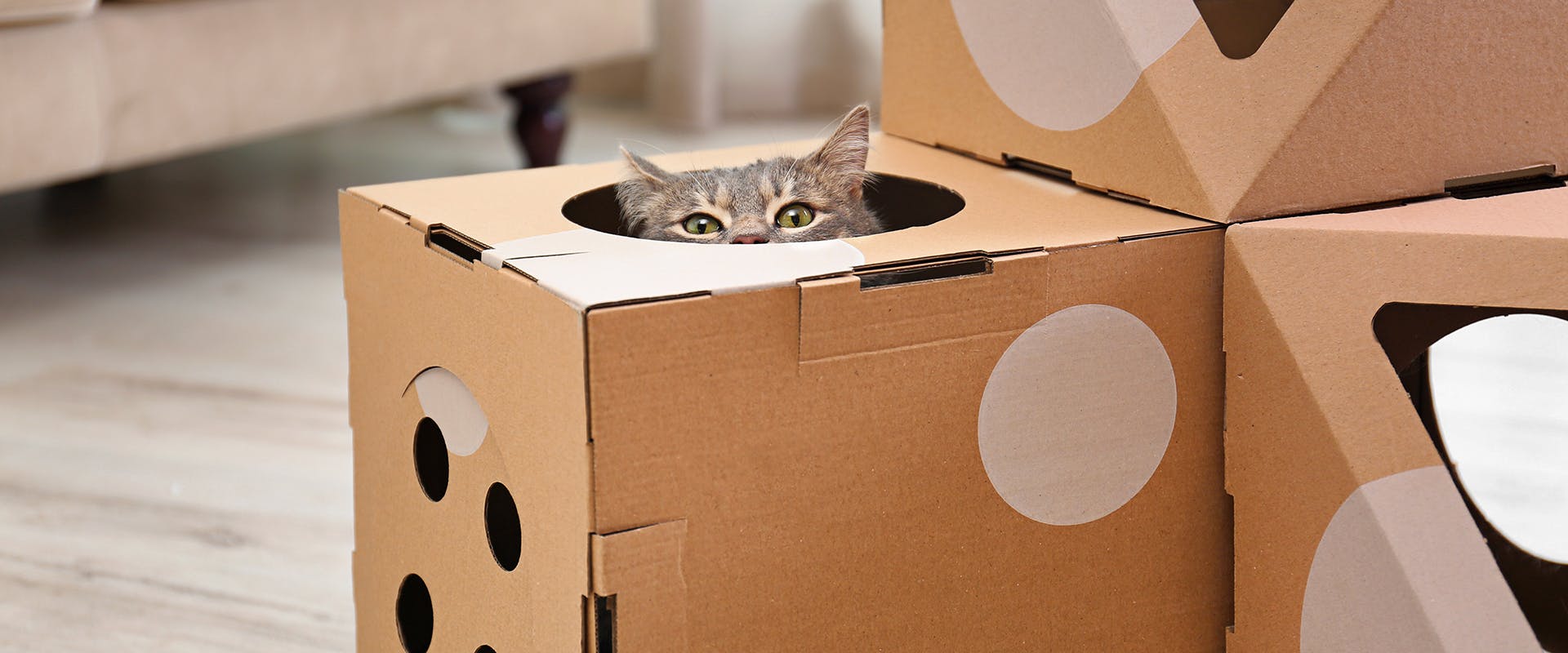 A cat peering out of a cardboard box cat house