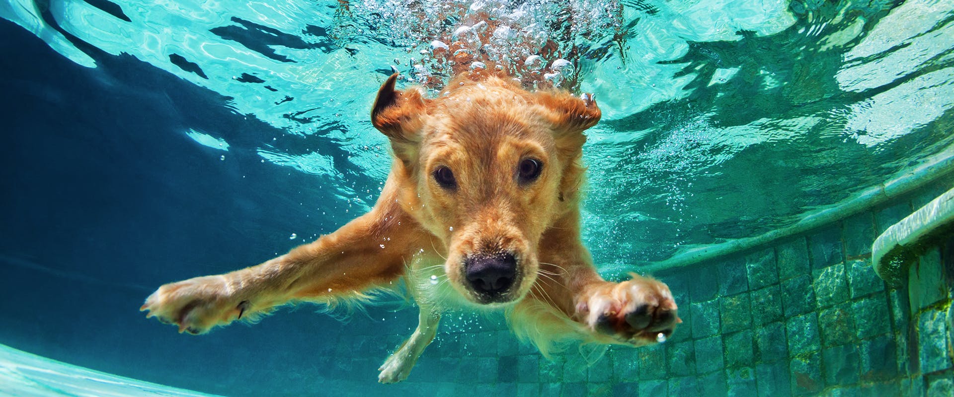 Dog in a summer setting swimming underwater