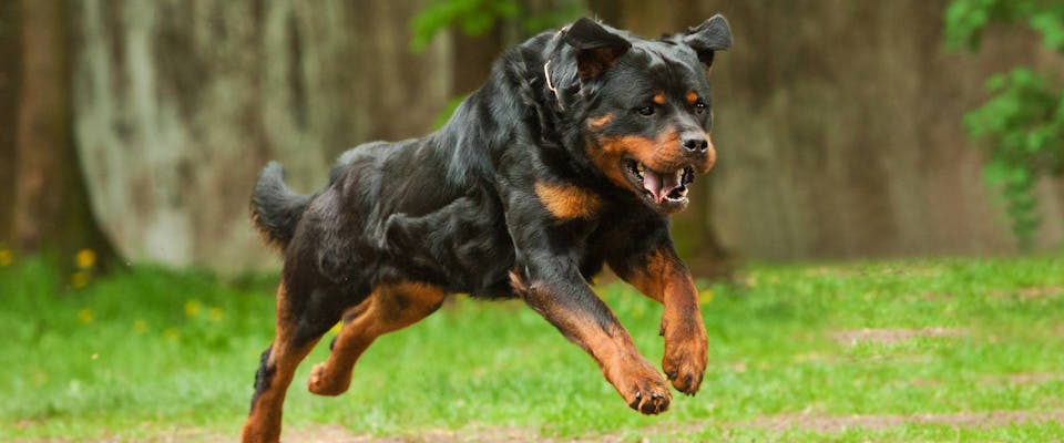 are rottweiler good running dogs? 2