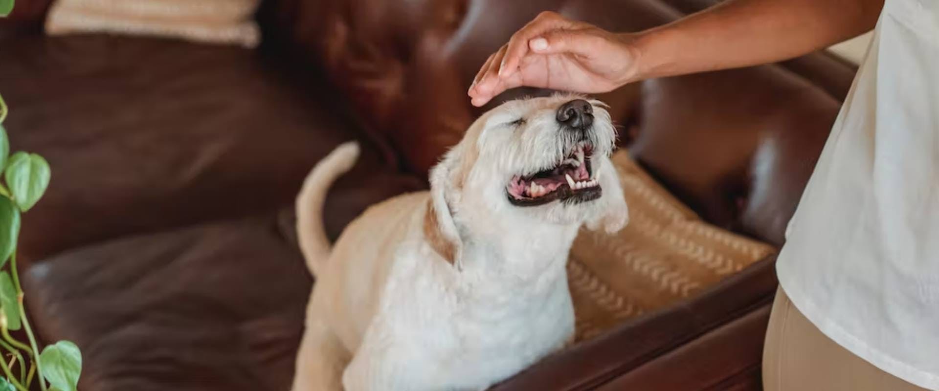 A small white dog sitting on a brown sofa, receiving a stroke from a hand above