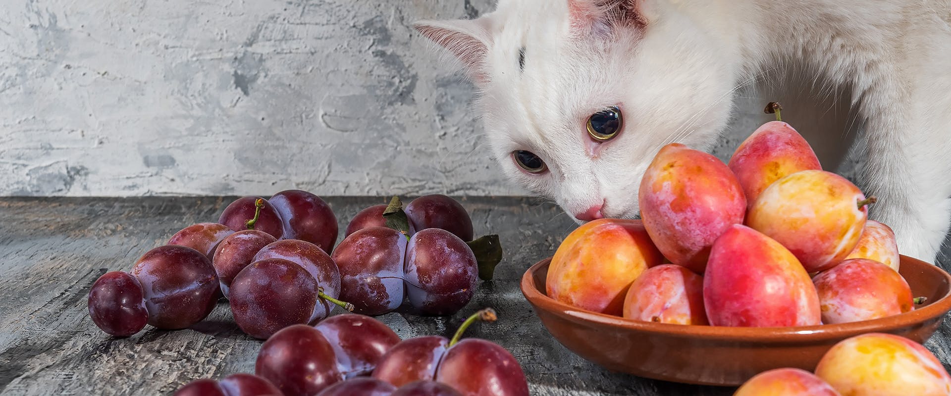 A white cat sniffing at a bowl of plums