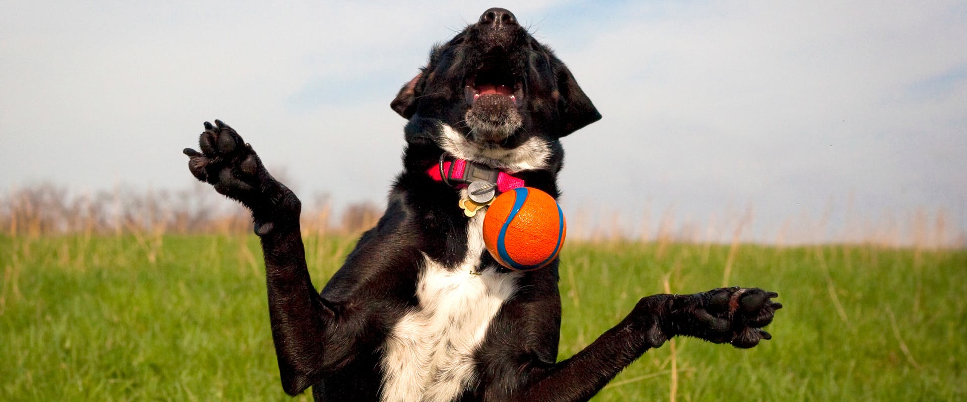 black and white dog trying to catch a ball in a field
