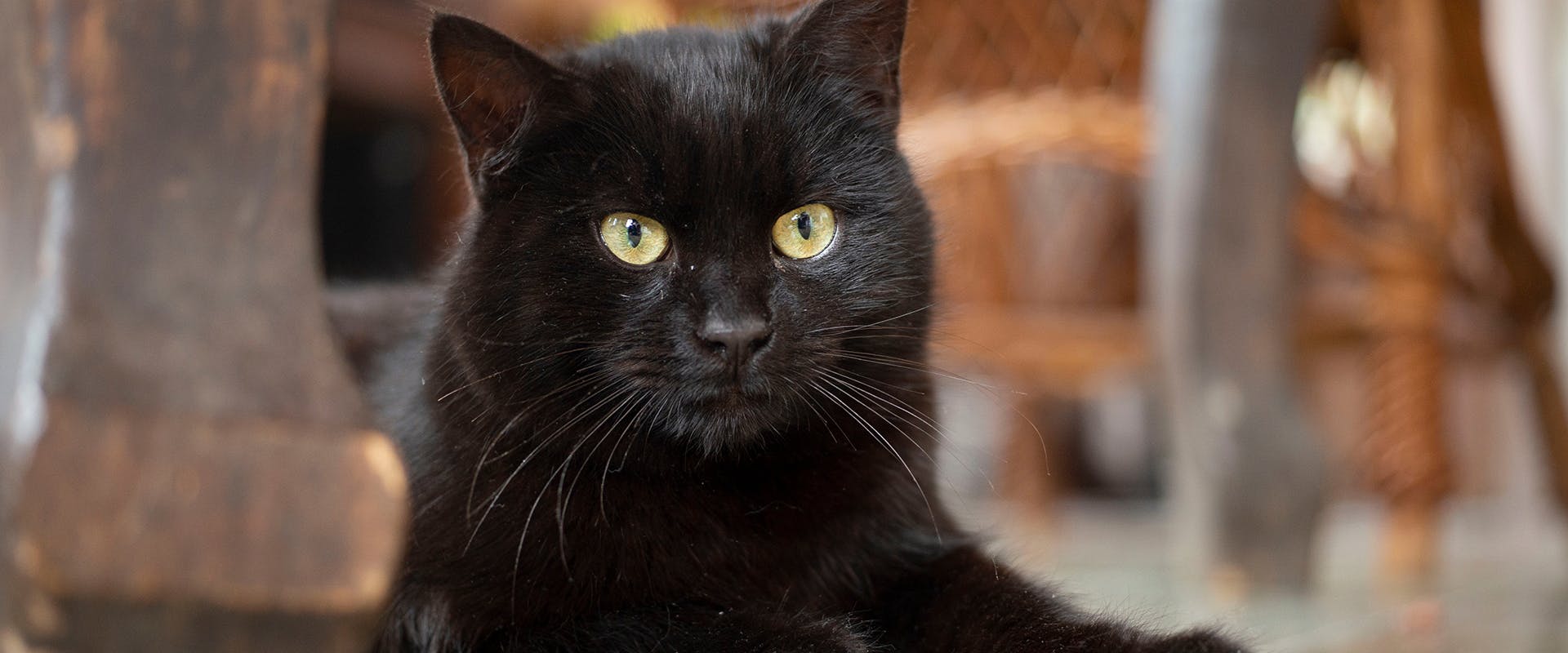 A black Bombay cat