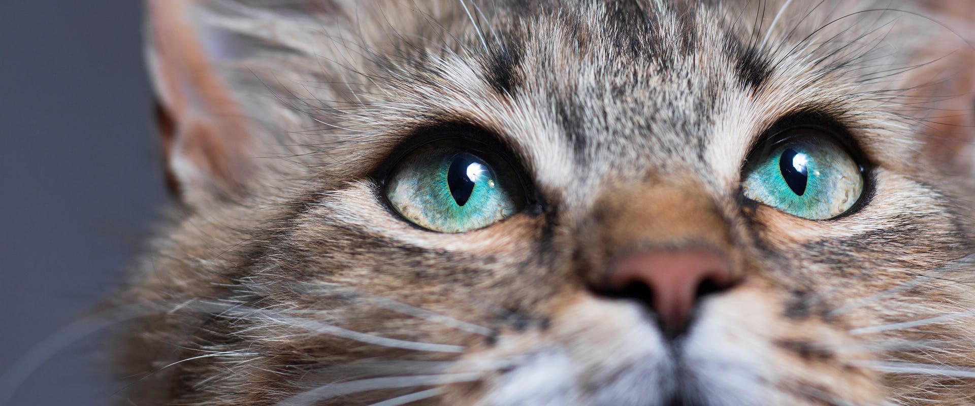 A close up of a cat's face, with slit-like pupils