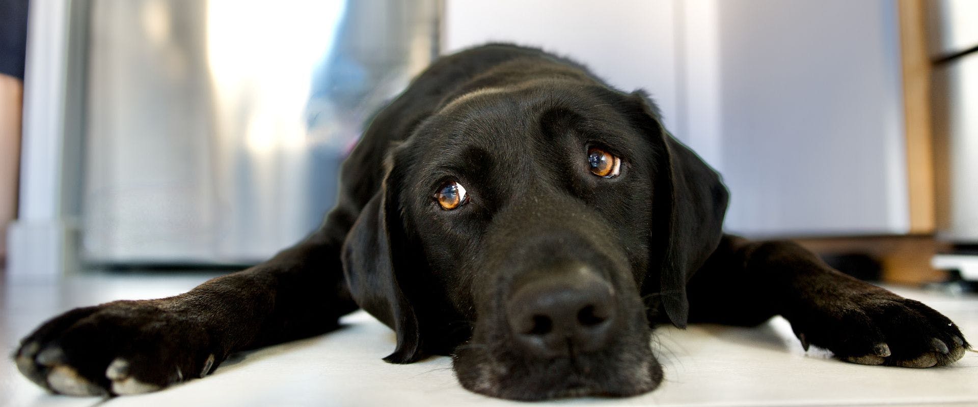 Black Labrador laying in a kitchen