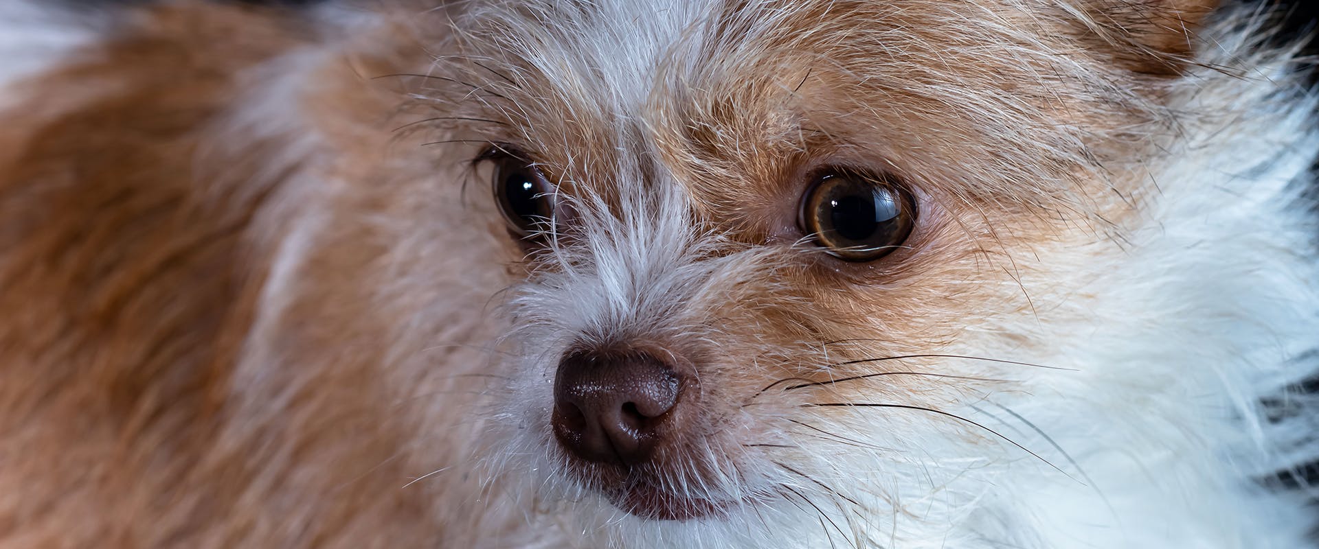 A close-up of a white and brown Chorkie dog