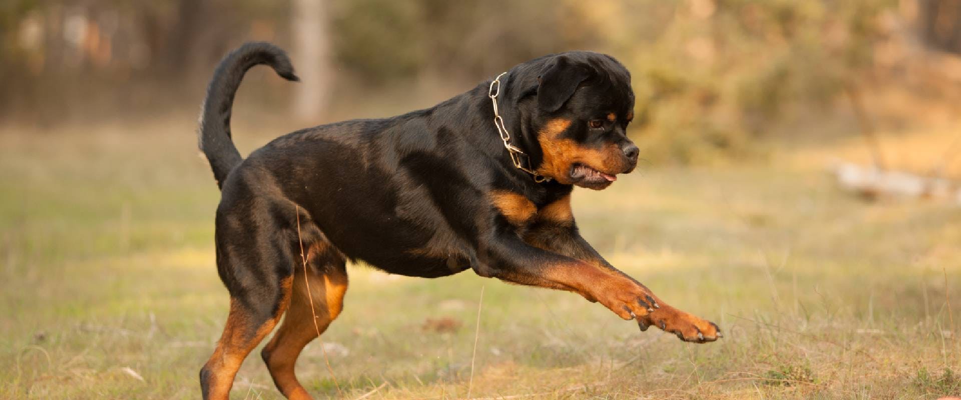how much space does a rottweiler need? 2