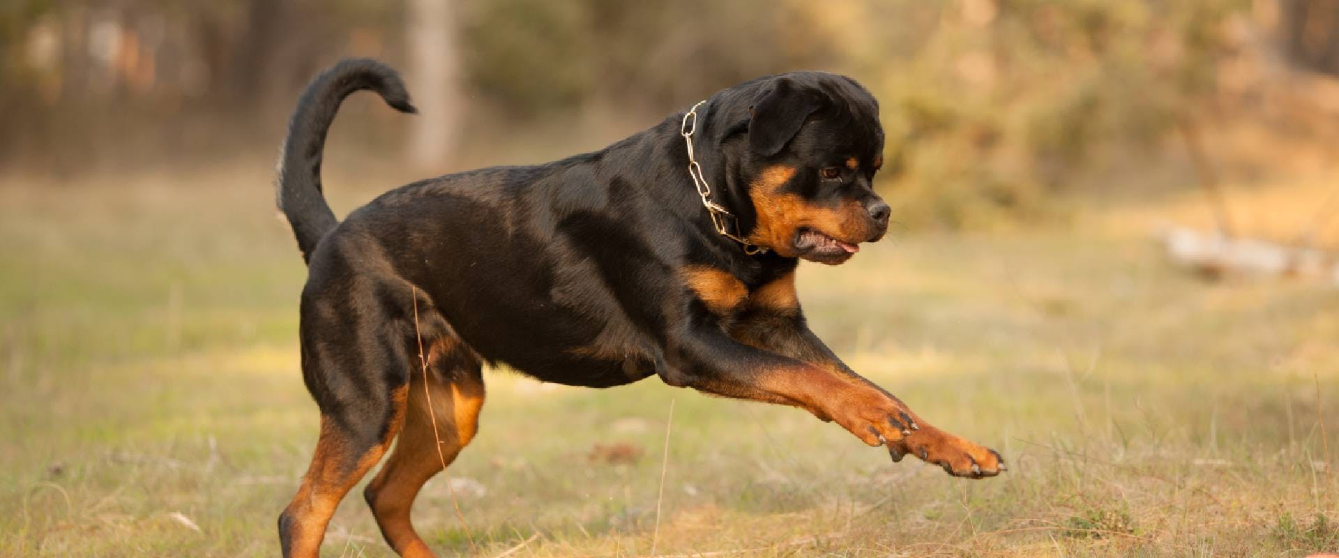 Rottweiler jumping