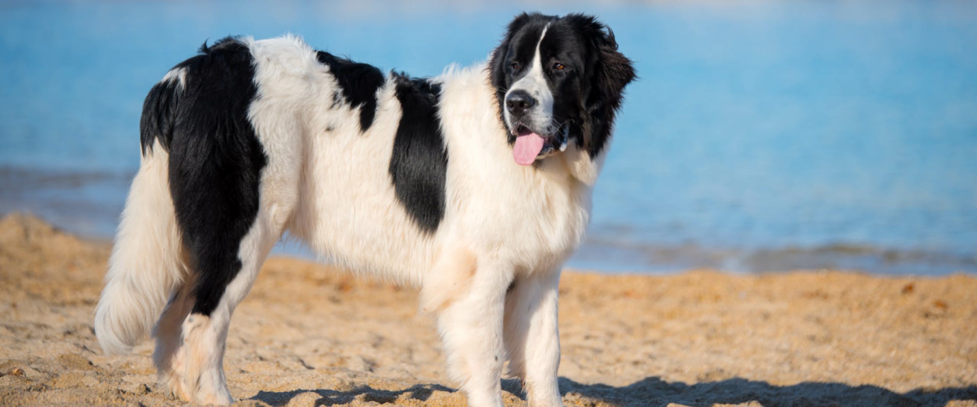 large dog standing on a beach near the shoreline