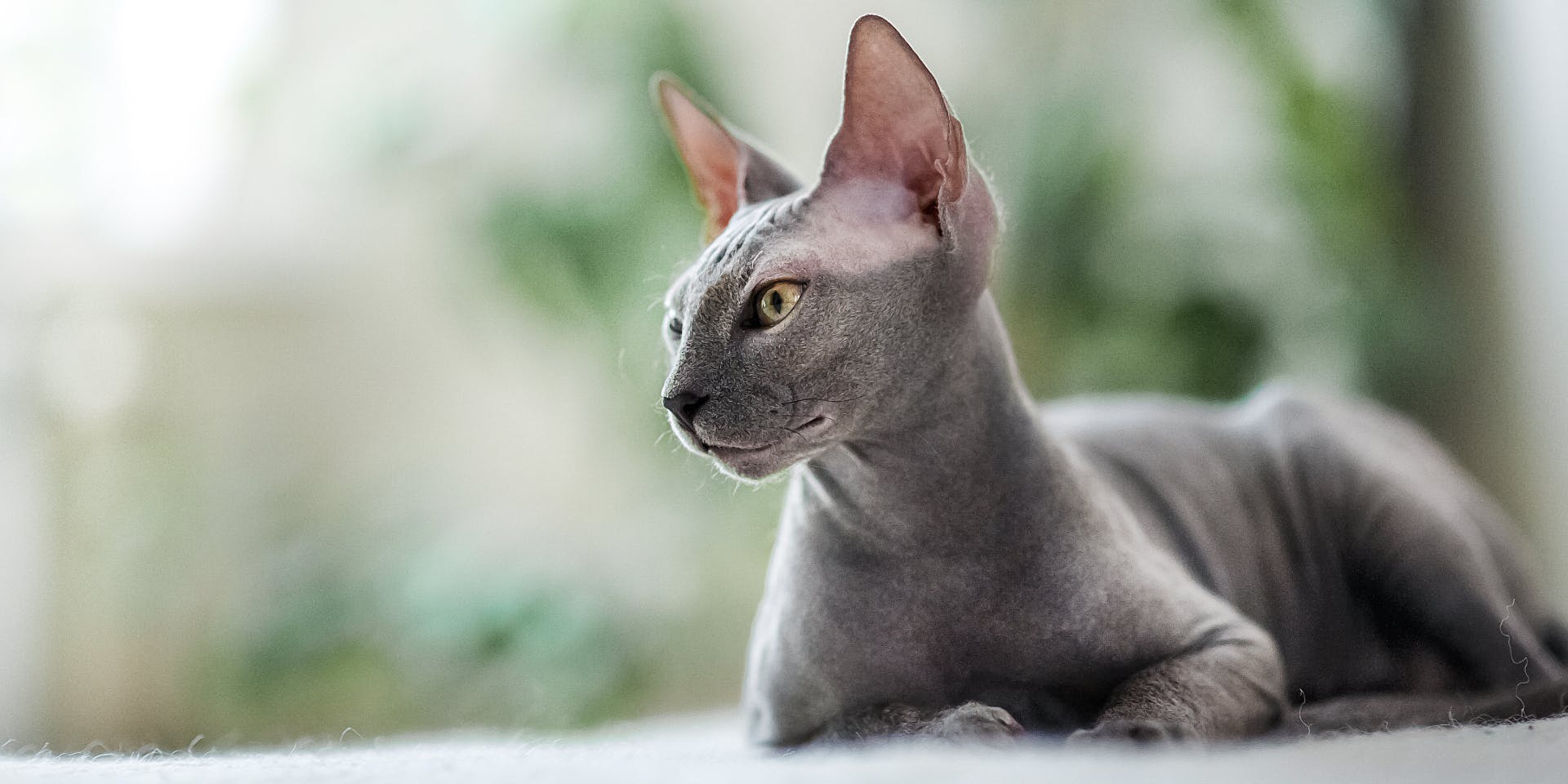 A gray Sphynx cat