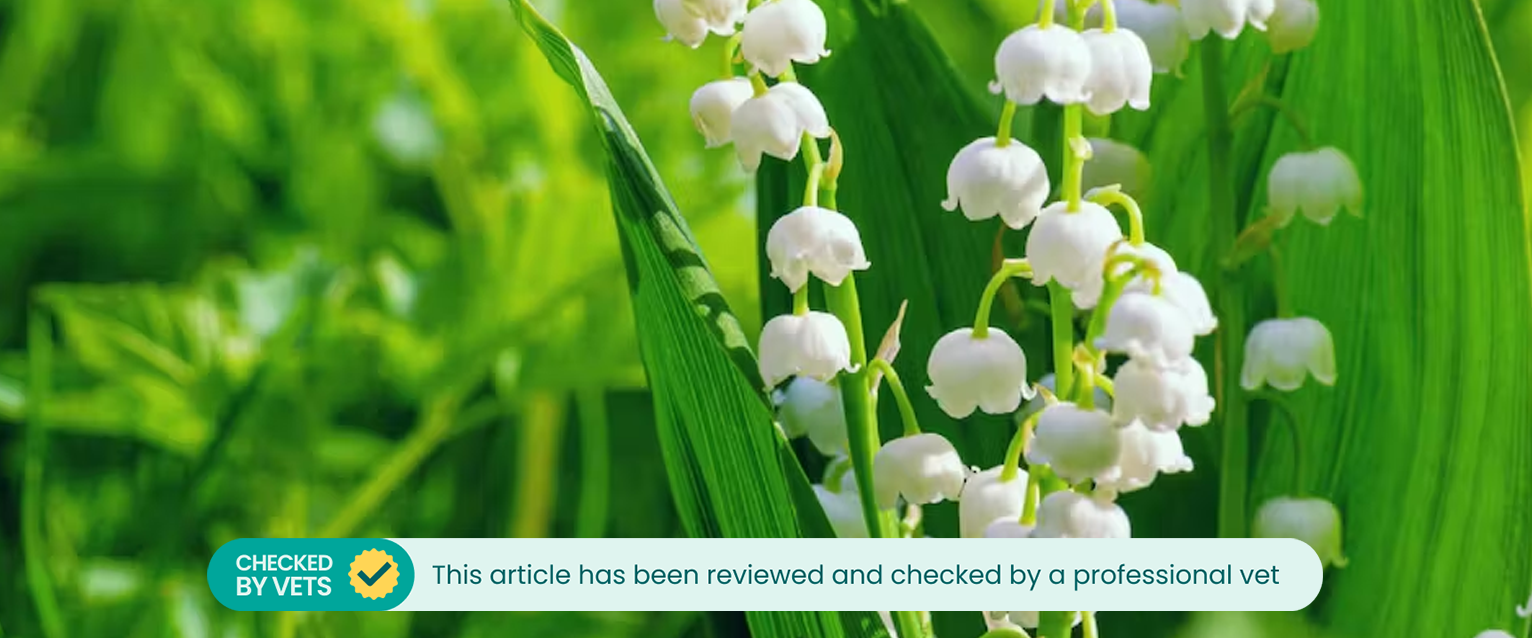 Lily of the valley plant