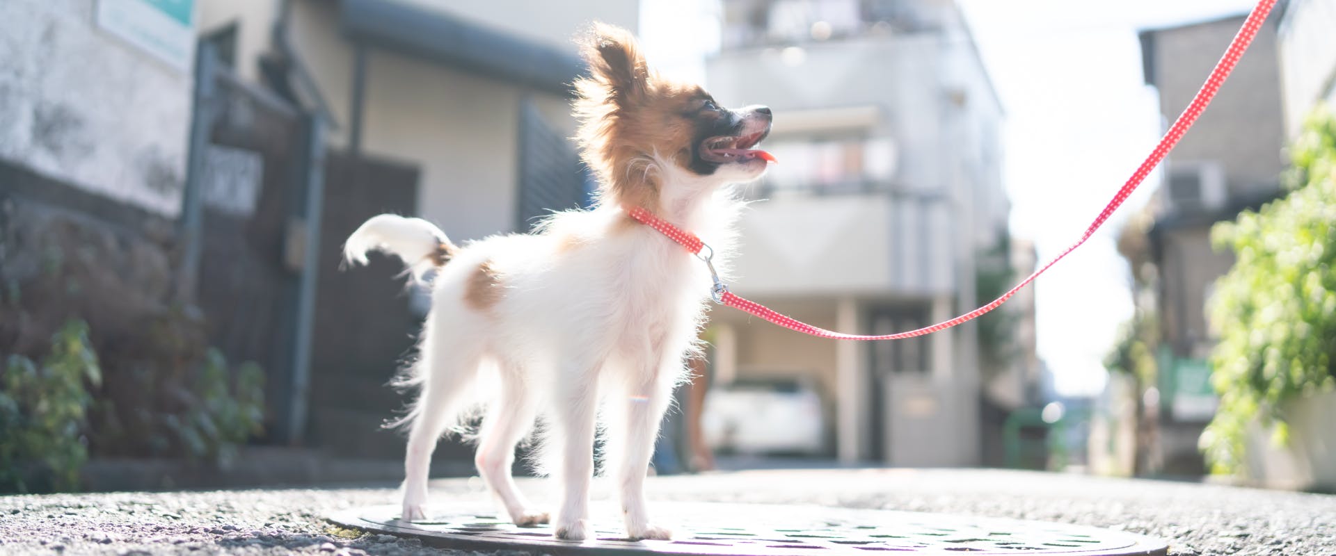 small dog on a led stood in a japanese street