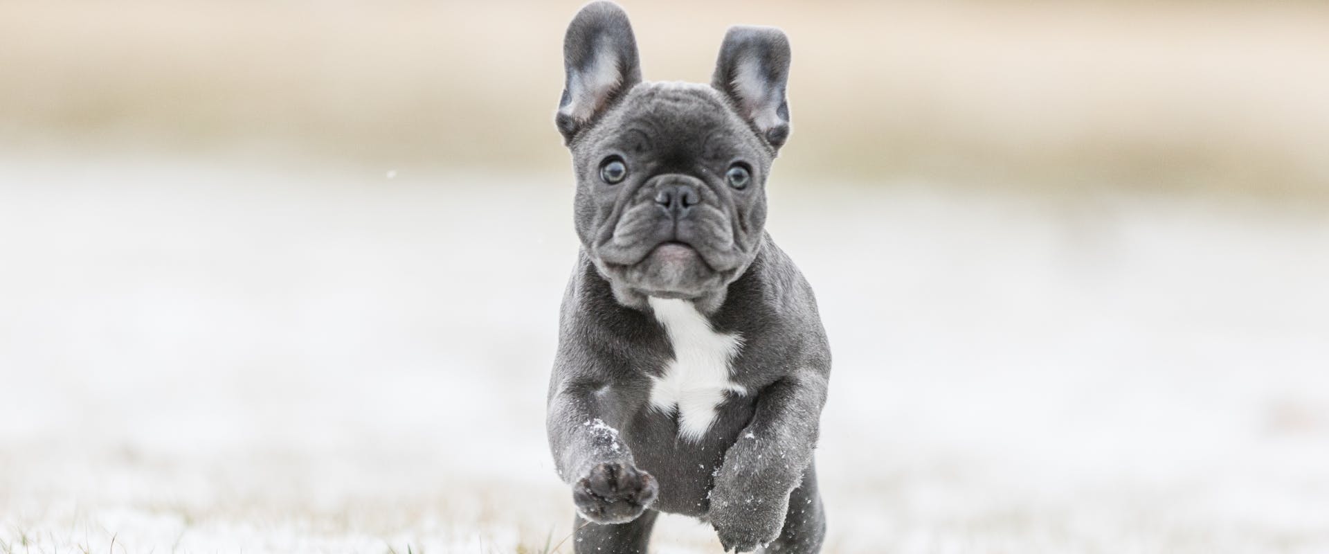 A puppy running.