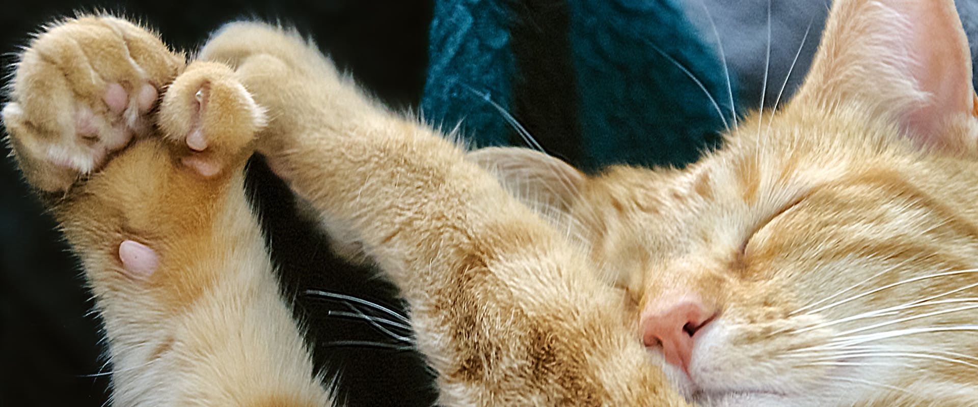 ginger polydactyl cat sleeping on its back